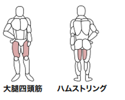 レッグエクステンション/カール【展示品新古】アルプスマシン販売サイト オープン記念品!(GH-104)